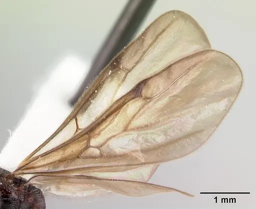 Vollenhovia oblonga specimen CASENT0178419 image casent0178419_4