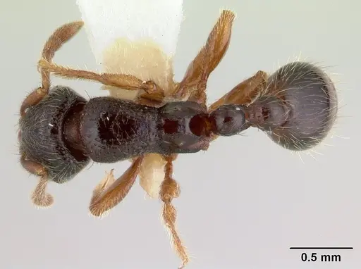 Vollenhovia oblonga specimen CASENT0191433 image casent0191433_1