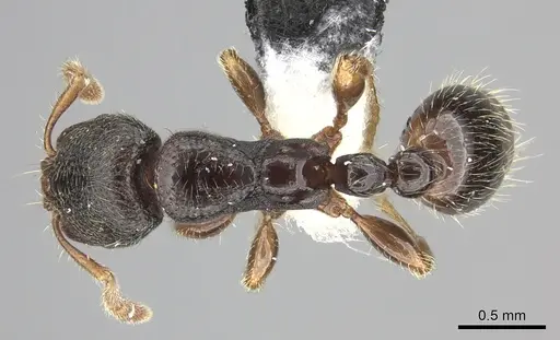 Vollenhovia oblonga specimen CASENT0199896 image casent0199896_1
