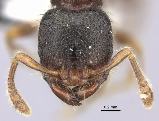 Vollenhovia oblonga specimen CASENT0199896 image casent0199896_2