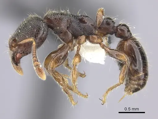 Vollenhovia oblonga specimen CASENT0199896 image casent0199896_3