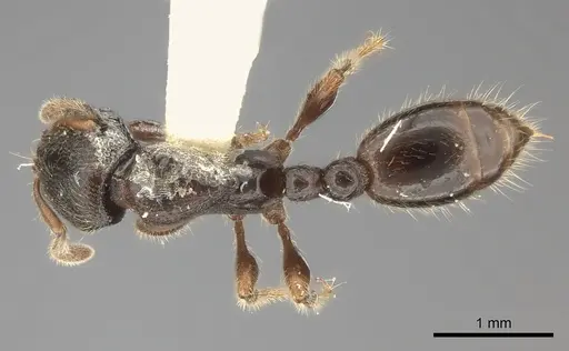 Vollenhovia oblonga specimen CASENT0217982 image casent0217982_1