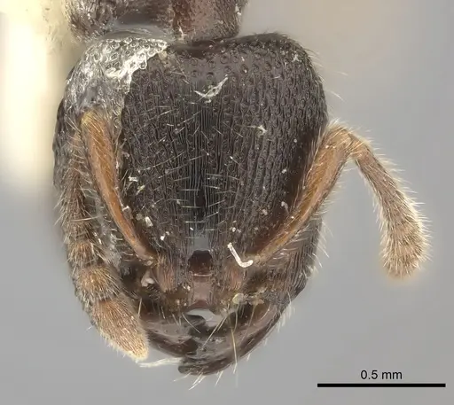 Vollenhovia oblonga specimen CASENT0217982 image casent0217982_2
