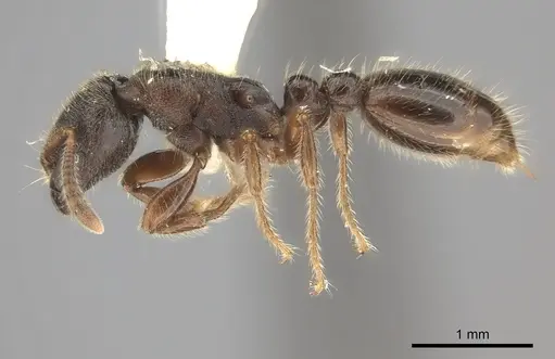 Vollenhovia oblonga specimen CASENT0217982 image casent0217982_3