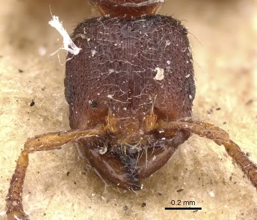 Vollenhovia oblonga specimen CASENT0901385 image casent0901385_2