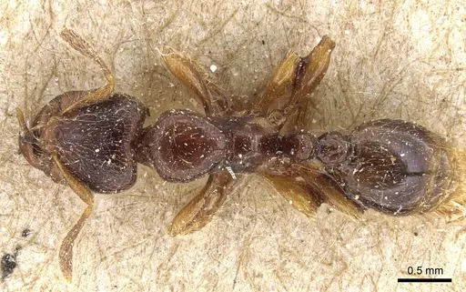 Vollenhovia oblonga specimen CASENT0904539 image casent0904539_1
