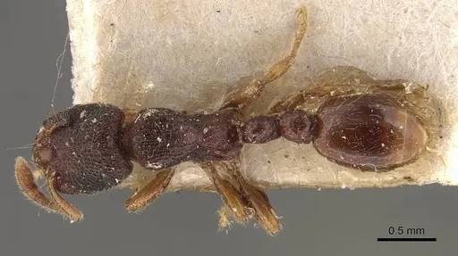 Vollenhovia oblonga specimen CASENT0908659 image casent0908659_1