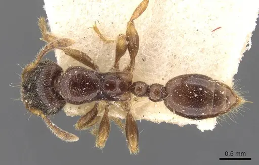 Vollenhovia oblonga specimen CASENT0908660 image casent0908660_1