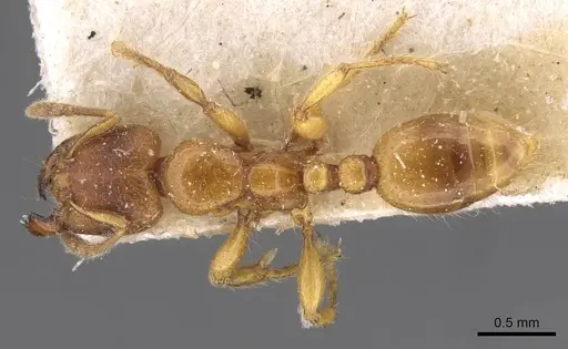 Vollenhovia oblonga specimen CASENT0908661 image casent0908661_1