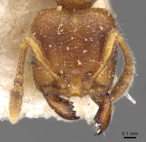Vollenhovia oblonga specimen CASENT0908661 image casent0908661_2