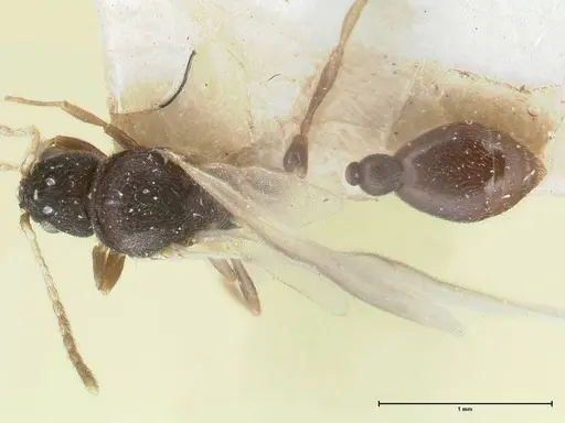 Vollenhovia oblonga specimen FOCOL1672 image focol1672_1