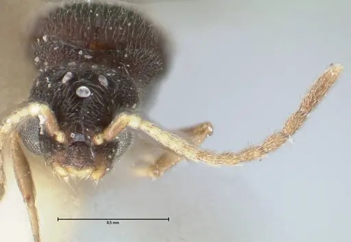 Vollenhovia oblonga specimen FOCOL1672 image focol1672_2