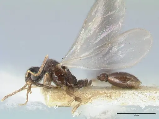 Vollenhovia oblonga specimen FOCOL1672 image focol1672_3