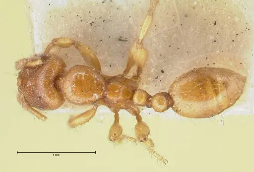 Vollenhovia oblonga specimen FOCOL1673 image focol1673_1