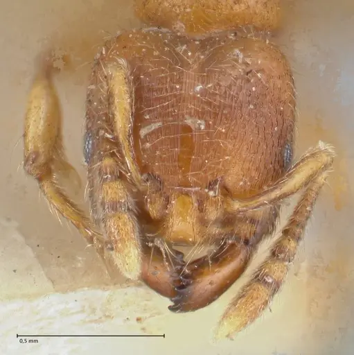 Vollenhovia oblonga specimen FOCOL1673 image focol1673_2