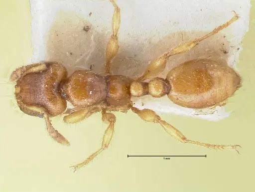 Vollenhovia oblonga specimen FOCOL1674 image focol1674_1