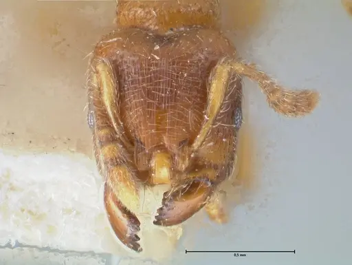Vollenhovia oblonga specimen FOCOL1674 image focol1674_2
