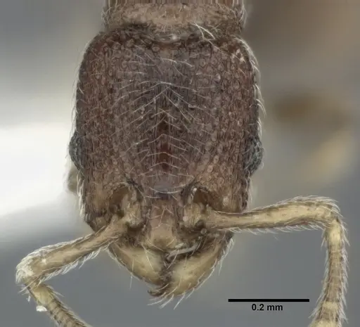 Vollenhovia okinawana specimen CASENT0246158 image casent0246158_2