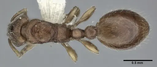 Vollenhovia okinawana specimen CASENT0246159 image casent0246159_1