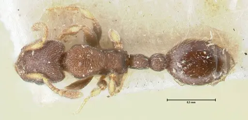 Vollenhovia opacinoda specimen FOCOL1659 image focol1659_1