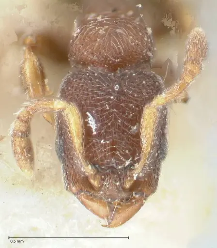 Vollenhovia opacinoda specimen FOCOL1659 image focol1659_2