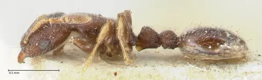 Vollenhovia opacinoda specimen FOCOL1659 image focol1659_3