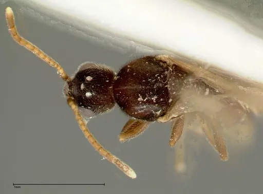 Vollenhovia overbecki specimen FOCOL0313 image focol0313_1
