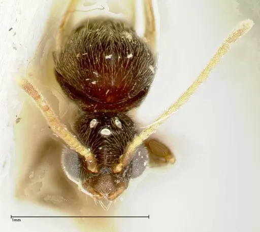 Vollenhovia overbecki specimen FOCOL0313 image focol0313_2