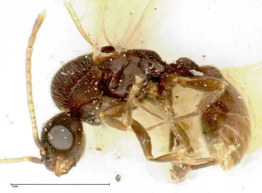 Vollenhovia overbecki specimen FOCOL0313 image focol0313_3