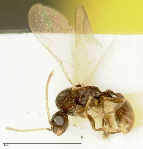 Vollenhovia overbecki specimen FOCOL0313 image focol0313_4