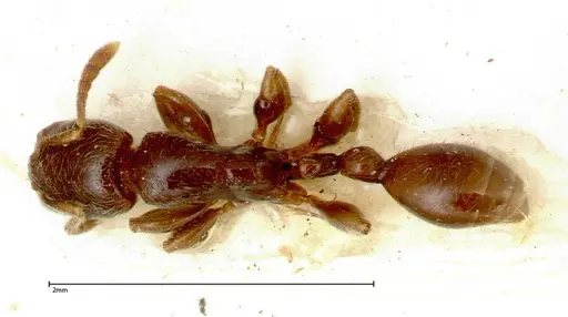 Vollenhovia overbecki specimen FOCOL0314 image focol0314_1