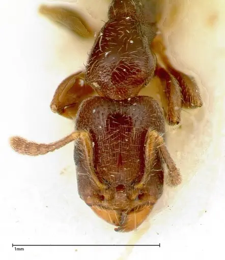 Vollenhovia overbecki specimen FOCOL0314 image focol0314_2