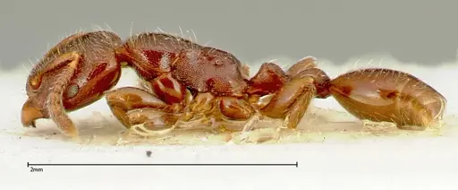 Vollenhovia overbecki specimen FOCOL0314 image focol0314_3