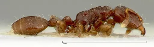 Vollenhovia overbecki specimen FOCOL0314 image focol0314_4