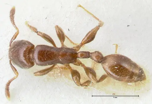 Vollenhovia overbecki specimen FOCOL1664 image focol1664_1