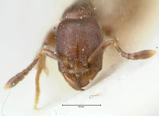 Vollenhovia overbecki specimen FOCOL1664 image focol1664_2