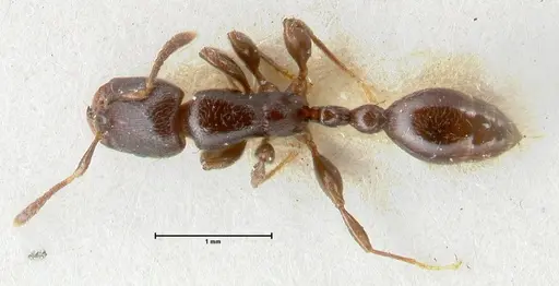 Vollenhovia overbecki specimen FOCOL1665 image focol1665_1