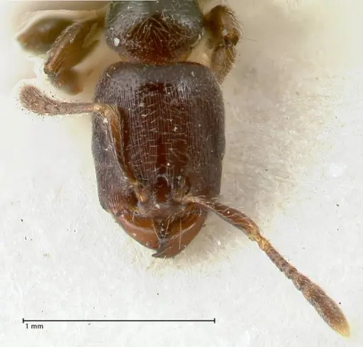 Vollenhovia overbecki specimen FOCOL1665 image focol1665_2