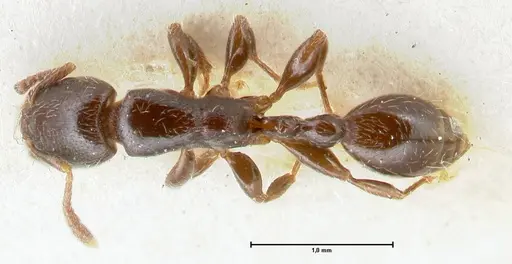 Vollenhovia overbecki specimen FOCOL1666 image focol1666_1