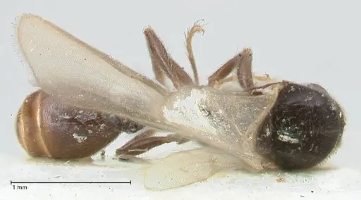 Vollenhovia overbecki specimen FOCOL1668 image focol1668_1