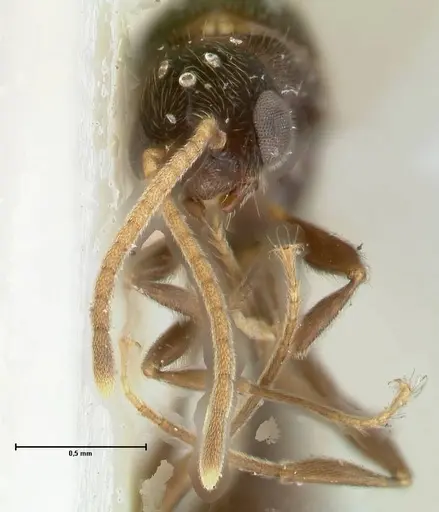 Vollenhovia overbecki specimen FOCOL1668 image focol1668_2