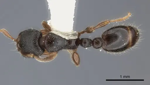 Vollenhovia pacifica specimen CASENT0217983 image casent0217983_1