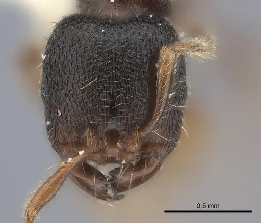 Vollenhovia pacifica specimen CASENT0217983 image casent0217983_2