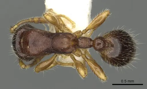 Vollenhovia pacifica specimen CASENT0901002 image casent0901002_1