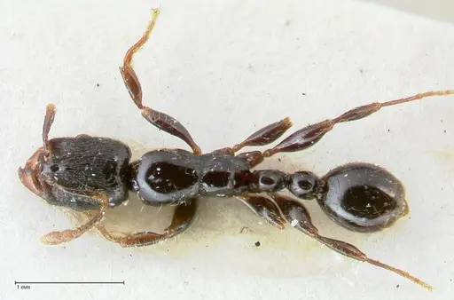 Vollenhovia papuana specimen FOCOL1669 image focol1669_1