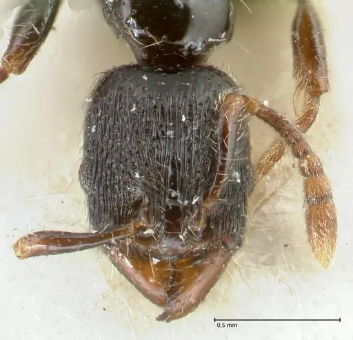 Vollenhovia papuana specimen FOCOL1669 image focol1669_2