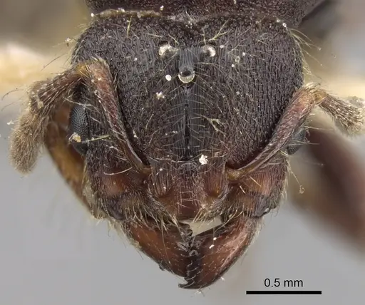 Vollenhovia penetrans specimen CASENT0280819 image casent0280819_2