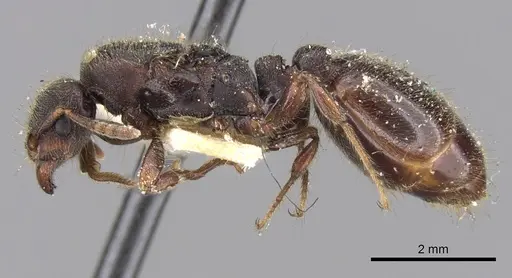 Vollenhovia penetrans specimen CASENT0280819 image casent0280819_3