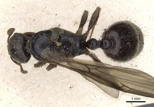 Vollenhovia penetrans specimen CASENT0901383 image casent0901383_1