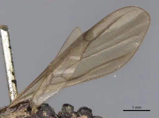 Vollenhovia penetrans specimen CASENT0901383 image casent0901383_4